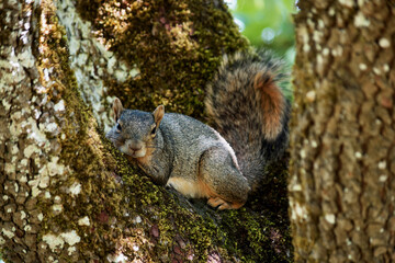Squirrel Glance 04