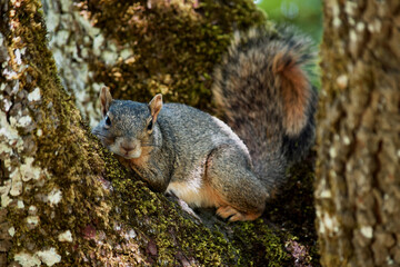 Squirrel Glance 05