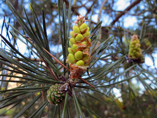 close up of pine cones