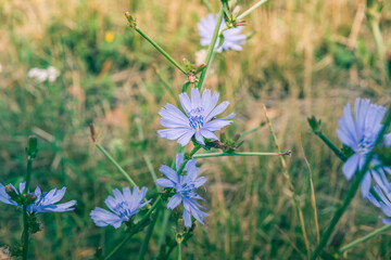 Cichorium intybus chicory blue flowering flowers on green stem, common blue daisy dandelion in bloom, wild plantа
