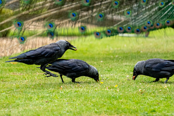 Clattering of Jackdaws.