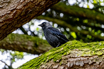 Jackdaw, in a tree.