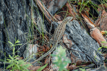 The sand lizard (Lacerta agilis) on a wooden beam in the grass. Green lizard close up.