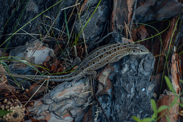 The sand lizard (Lacerta agilis) on a wooden beam in the grass. Green lizard close up.