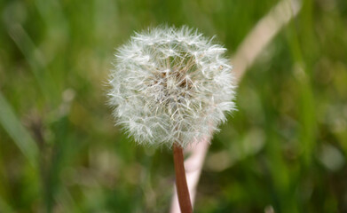 Dandelion (Taraxacum) seed head