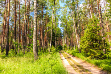 Obraz premium Leśna droga rowerowa nad jeziorem Nidzkim w Puszczy Piskiej na Pojezierzu Mazurskim