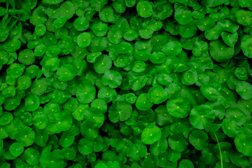 Small water lily pad green leaves. Use this image of green beautiful as background.