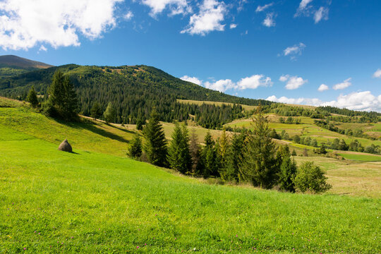 rural fields on a sunny autumn day. trees on the grassy hills. beautiful countryside scenery of carpathian mountains. fluffy clouds on the blue sky