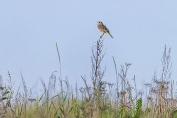 Corn Bunting (Emberiza calandra). Russia