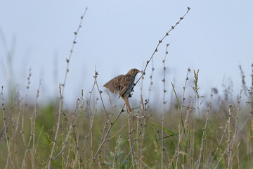 Corn Bunting (Emberiza calandra). Russia