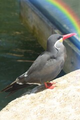 The Inca tern Larosterna inca is a tern in the family Laridae. It is the only member of the genus Larosterna.nnThis uniquely plumaged bird breeds on the coasts of Peru and Chile, and is restricted to 