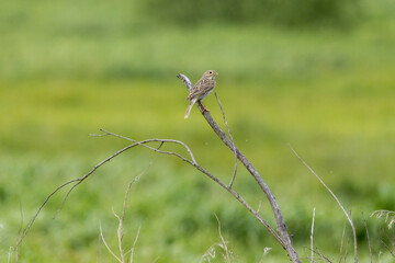 Corn Bunting (Emberiza calandra). Russia