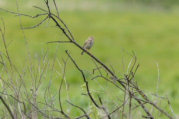 Corn Bunting (Emberiza calandra). Russia