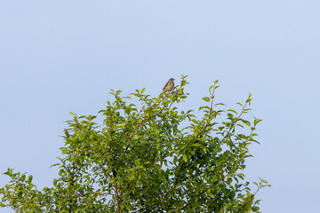 Corn Bunting (Emberiza calandra). Russia