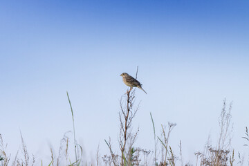 Corn Bunting (Emberiza calandra). Russia