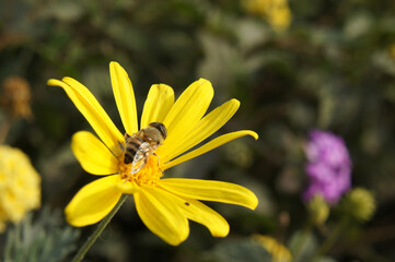 SONY DSC
