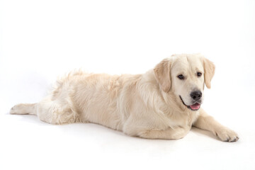 Golden retriever dog lies on a white background.