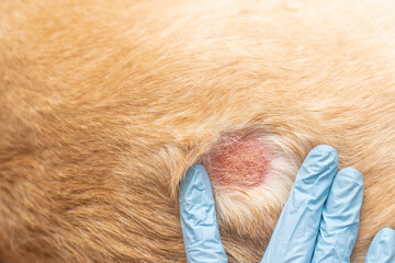 An open dermatological wound in an animal. Allergic reaction. Examination by a veterinarian.