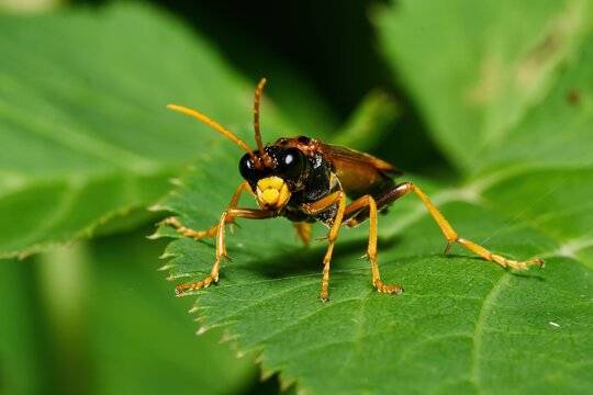 Tenthredo campestris sitting on a green leaf