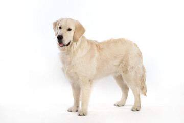Portrait of Golden retriever on a white background.