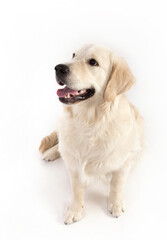 Golden retriever dog sits on the white background.