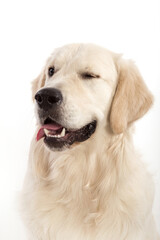 Portrait of Golden retriever on a white background.