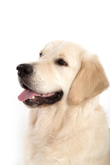 Portrait of Golden retriever on a white background.