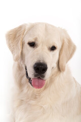 Portrait of Golden retriever on a white background.