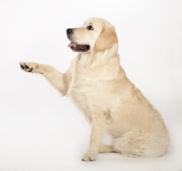 Golden retriever dog sits on the white background.