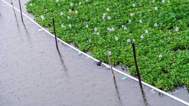 Water Hyacinth Field - Eichhornia Crassipes