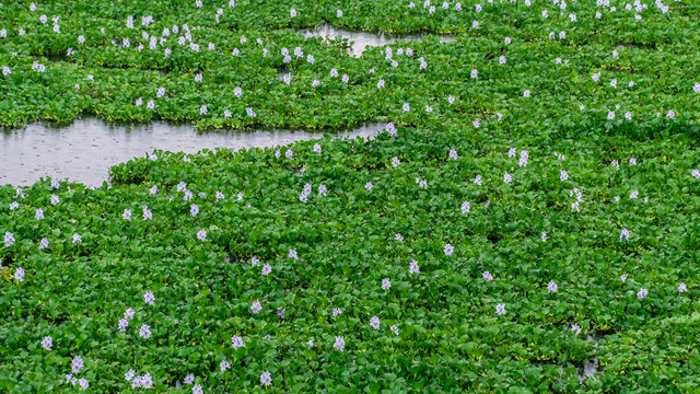 Water hyacinth field - eichhornia crassipes