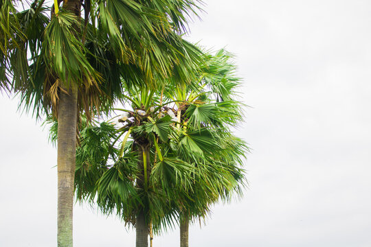 Tal gach. English name: Palmyra-palm, Brab Tree. Habitat :Borassus flabellifer.