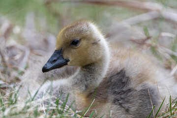 Portrait of Young Canada Goose (Branta canadensis)