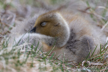 Fototapeta premium Portrait of Young Canada Goose (Branta canadensis)