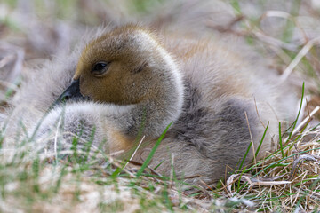 Portrait of Young Canada Goose (Branta canadensis)