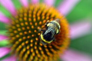 Hummel auf einem purpurroten Scheinsonnenhut
