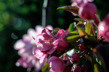 Fototapeta premium Rajskie jabłko