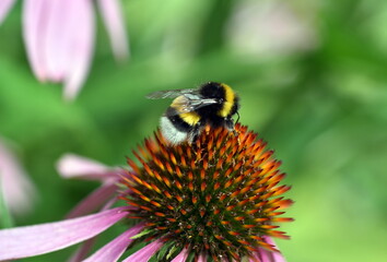 Hummel auf einem purpurroten Scheinsonnenhut