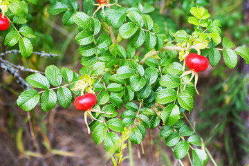Rosehip berries on a Bush with green leaves.