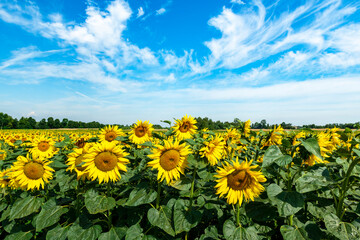 Fototapeta premium Beautiful summer day over sunflower field
