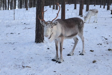 Reindeer in the woods in Lapland, Sweden