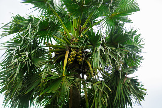 Tal gach. English name: Palmyra-palm, Brab Tree. Habitat :Borassus flabellifer.