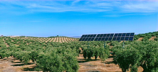 Fototapeta na wymiar Photovoltaic panels among olive trees in the countryside of Jaén, Spain;