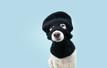 Funny pet dog robber wearing balaclava ski mask. Isolated blue background. Carnival concept.