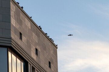 birds in the sky