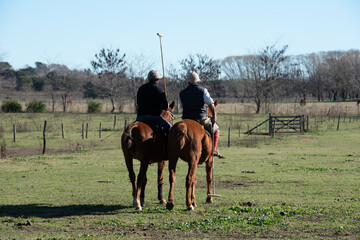 Polo, training with horses