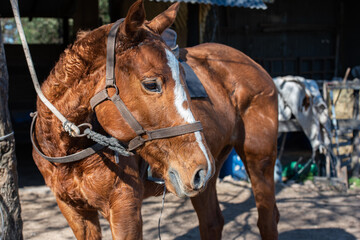 Polo, training with horses