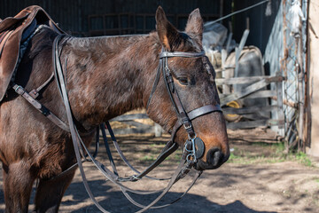 Obraz premium Polo, training with horses