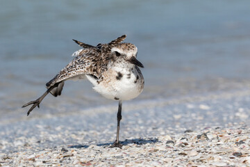 Black bellied Plover