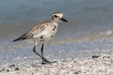 Black bellied Plover